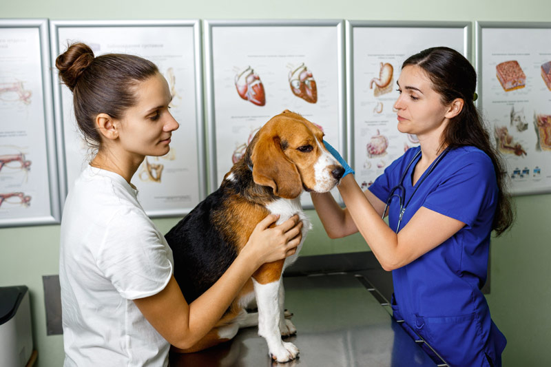 Veterinaries